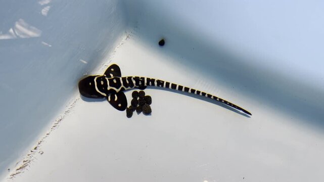 Newborn zebra shark - Stegostoma fasciatum - rests on the bottom of a breeding tank, showing the striking black and white striped pattern of juveniles.