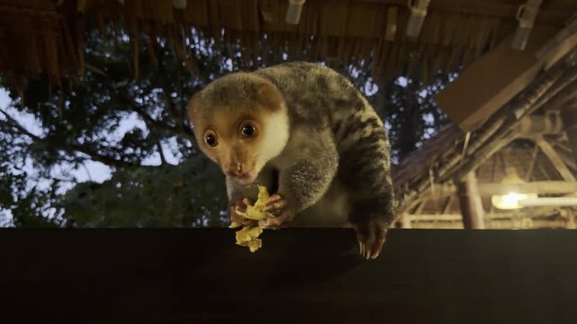 Common spotted cuscus - Spilocuscus maculatus - eats a banana given by a tourist in a Raja Ampat restaurant, illustrating direct human feeding of wildlife.