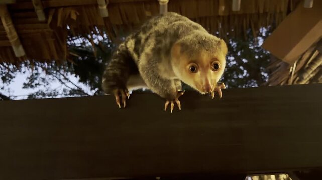 Common spotted cuscus - Spilocuscus maculatus - hesitates above restaurant tables, attracted by human food and accustomed to close contact with tourists.