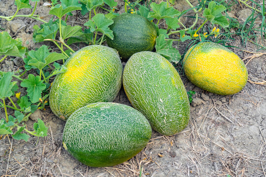 Harvest of ripe melons in the field