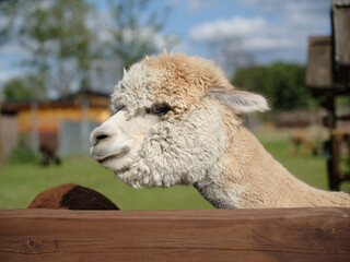 Naklejka premium Side profile of a cream alpaca behind a wooden fence in a grassy outdoor enclosure, highlighting its dense fleece in a rural animal setting.