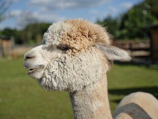 Naklejka premium Close-up side portrait of a cream alpaca with its mouth slightly open in a grassy outdoor enclosure, showing dense fleece and an expressive profile.