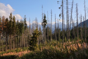 Tatra mountains in Poland. Impact of woodboring beetle pest. Spruce forest infested by European spruce bark beetle (Ips typographus). © Tupungato