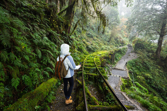 Hiker walking on mossy forest trail in Taipingshan Yilan Taiwan