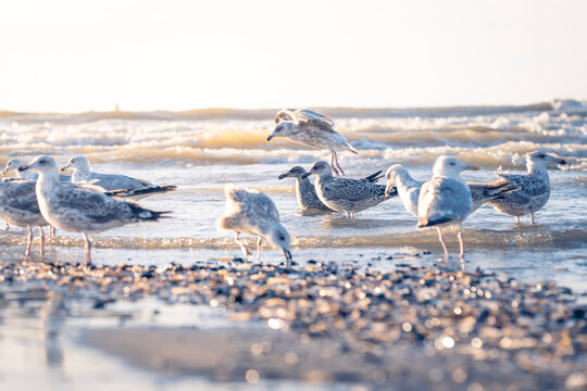 Group of seagulls, European Herring Gull, gathering on the beach and shoreline of the North Sea in Ostend