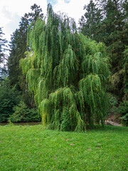 Majestic weeping willow tree (Salix babylonica) with long hanging green branches in a lush summer landscape. © Marek