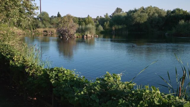 Wild ducks swim across peaceful pond surrounded by lush vegetation, creating gentle ripples near reeds, cattails and a small natural island in a calm landscaped wetland