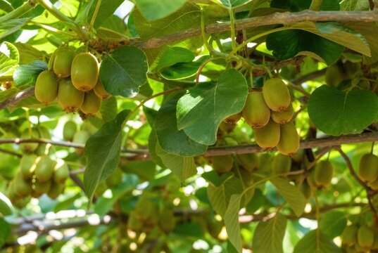 Fresh vibrant kiwifruit clusters growing on lush green leaves in bright sunlight, organic healthy fruit harvest, close-up nature shot