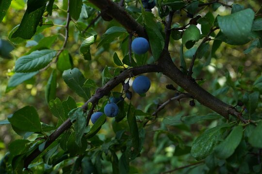 Ripe wild plums growing on a branch among green leaves, photographed with selective focus. Natural seasonal harvest and fresh fruit concept in a garden setting.