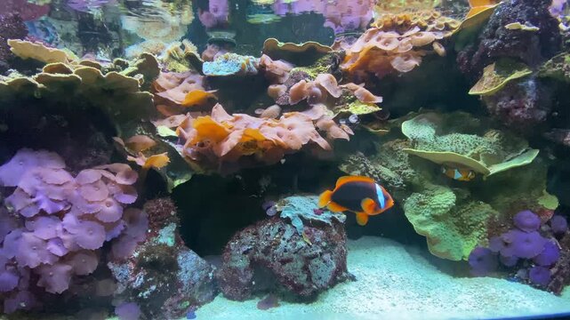 Colorful reef and tropical fish swimming in beautiful underwater aquarium