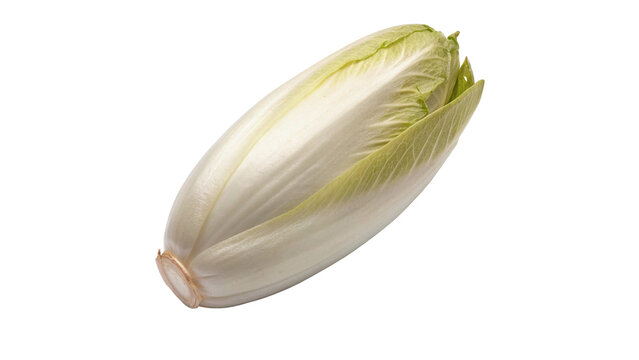 Fresh raw Belgian endive chicory vegetable isolated on a white background organic food