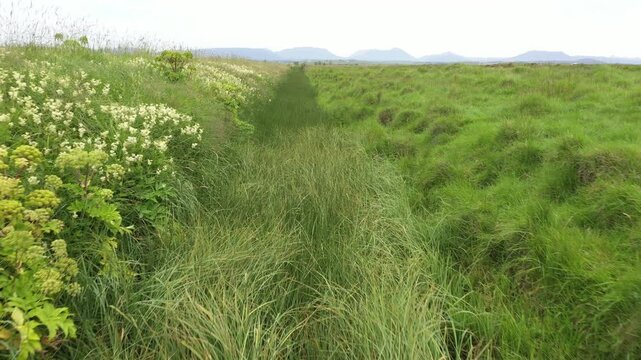 Overgrown trench or ditch, used to drain wetlands. Wetland ditches are channels dug to drain bogs and marshes; they cause significant carbon dioxide emissions and create a major climate-related proble