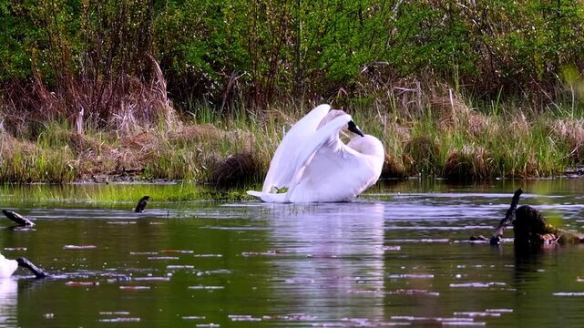 Wild trumpeter swan (Cygnus buccinator) flapping large white wings in slow motion on a wilderness pond in Minnesota, water drops scattered in air.