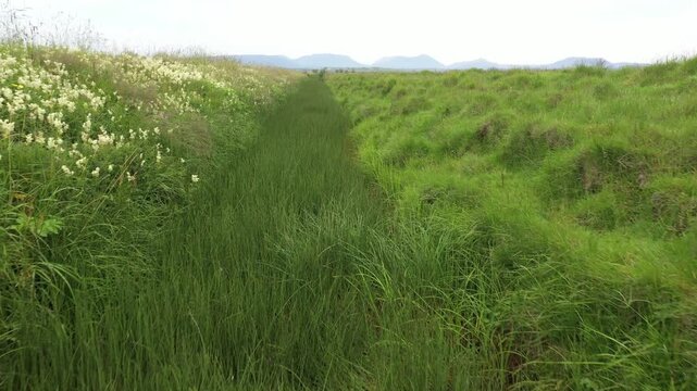 Overgrown trench or ditch, used to drain wetlands. Wetland ditches are channels dug to drain bogs and marshes; they cause significant carbon dioxide emissions and create a major climate-related proble
