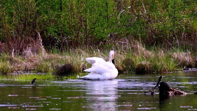 Wild trumpeter swan (Cygnus buccinator) powerfully flapping its large white wings on a wilderness pond, creating water spray in Minnesota.