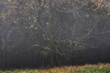 Fototapete Badezimmer Moody landscape featuring an ancient tree shrouded in heavy fog during the autumn season. Ideal for nature and mindfulness themes.  © marcodenaro