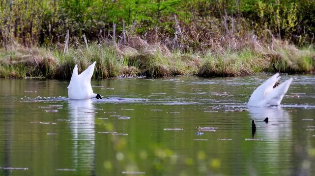 Wild trumpeter swans (Cygnus buccinator) foraging and swimming in a wilderness lake, dipping and feeding in a natural Minnesota habitat, spring.