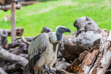 Fototapeta premium white tailed eagle