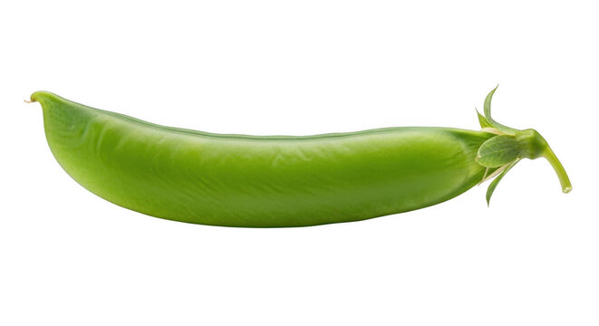 Fresh green pea pod with stem on bright studio lighting conceptualized for healthy eating isolated on transparent background