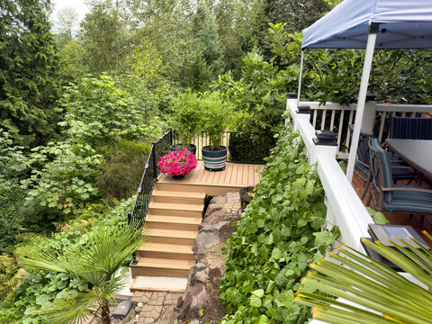 Plush home backyard garden during summer season with trees, green beans, squash, figs, deck and pathway to lower gardens