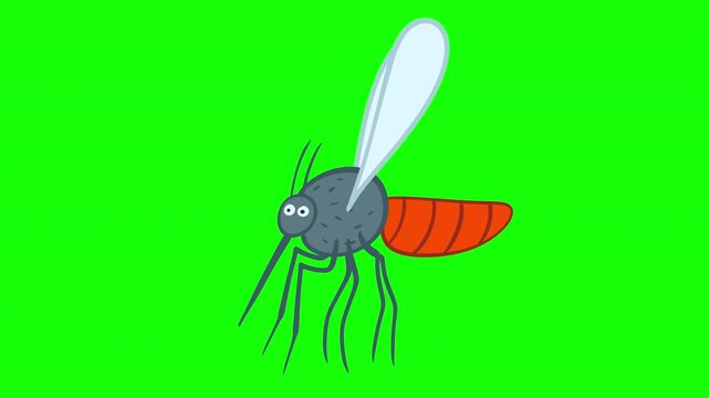 Funny cartoon mosquito character flying on green screen chroma key background. 2D animated bloodsucker insect loop for virus protection and pest control videos.