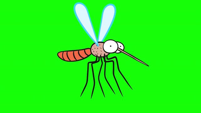 2D cartoon flying mosquito with full red abdomen on green screen background. Animated insect loop for pest control, medical warnings or summer concepts.