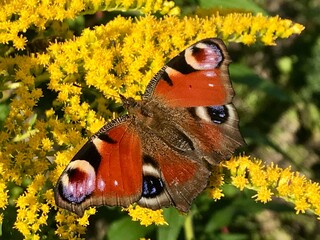 Unique close-up of a beautiful peacock butterfly resting on a vividly yellow flower in autumn. Detailed view of the butterfly's colorful wings and delicate body surrounded by warm seasonal tones. © Sibylle
