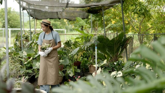 Woman Gardener Holding Small Potted Plant Standing in Shaded Greenhouse Nursery Wide Angle Concept