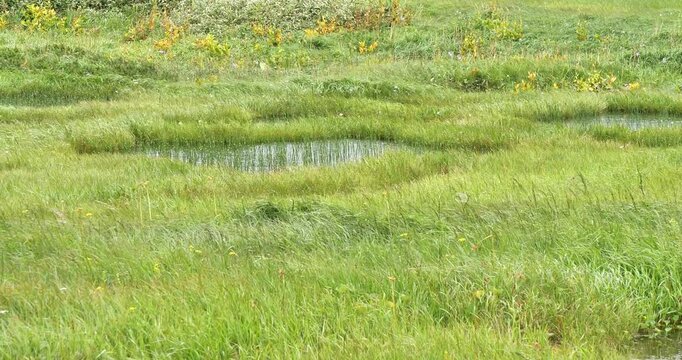 marshland in a windy day