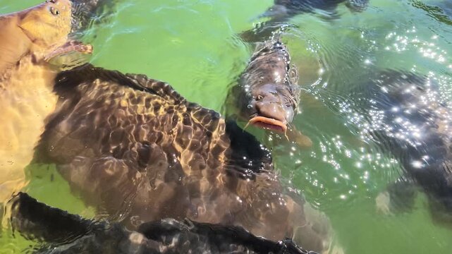 Gro&szlig;e Karpfen, Cyprinus carpio schnappen nach Luft im Teich, Sauerstoffmangel, Hitze