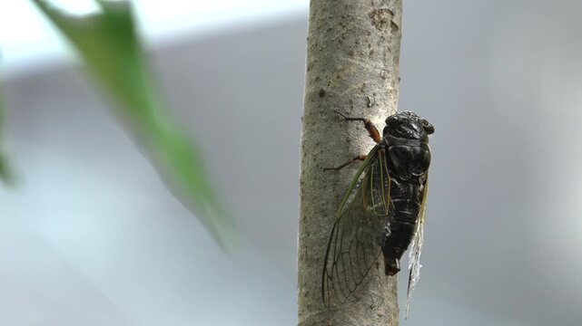 Black cicada (Cryptotympana facialis) singing on a branch [With Audio]