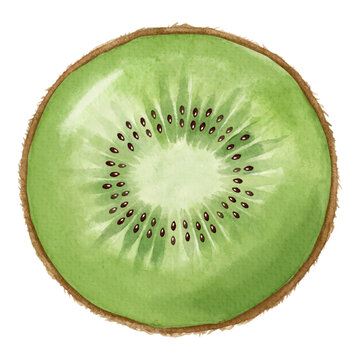 kiwi fruit slice watercolor illustration isolated on white background