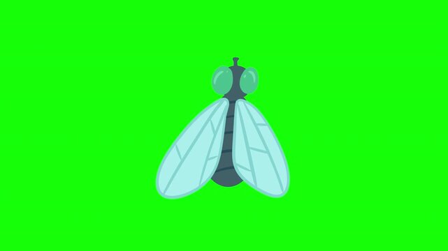 2D cartoon animated housefly flying isolated on green screen key chromakey background top view. Funny character in doodle flat style.
