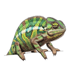 Naklejka premium Detailed illustration of a vibrant green and yellow chameleon perched on a branch, showcasing intricate scale patterns and a sharp, curious eye in a natural wildlife art style