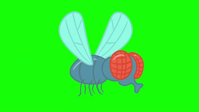 2D cartoon animated vector housefly flying isolated on green screen key chromakey background side profile view. Funny character in doodle flat style.