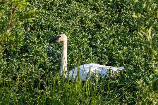 Trumpeter swan Cygnus buccinator swimming with a small grey cygnet hidden in thick green marsh vegetation at Tern Lake near Moose Pass Alaska USA