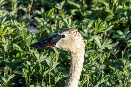 Trumpeter swan Cygnus buccinator side profile showing wet head and neck feathers against green marsh plants at Tern Lake near Moose Pass Alaska USA