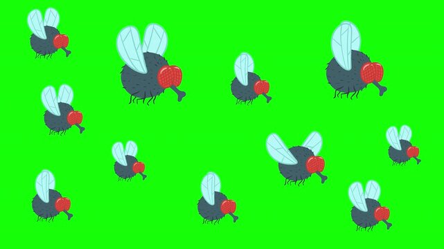 Swarm of 2D cartoon flies flying on green screen chroma key background. Animated hairy insect cloud loop for pest control, dirty environment and sanitation videos.