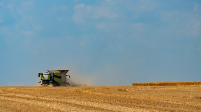 Modern combine harvester working in a ripe wheat field during harvest season under a clear blue sky