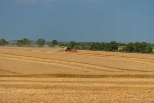 Combine harvester working in a ripe wheat field during golden harvest season under clear blue sky