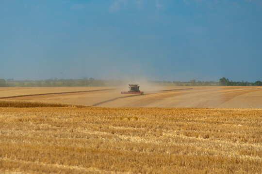 Combine harvester working in a mature wheat field during golden harvest season under a clear blue sky