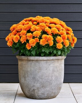 Orange chrysanthemum potted plant in concrete pot for autumn and thanksgiving patio decor card design poster and seasonal background for home and garden styling