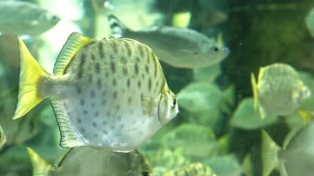 spotted scatophagus argus fish with dark dots on silver body. school of scat fish with venomous spines in dorsal fin. concept of fish defense and caution with toxic aquarium species