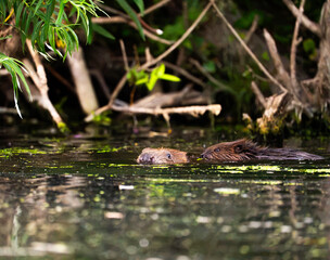 Beaver chewing on branches and leaves along the riverside  © Duncan