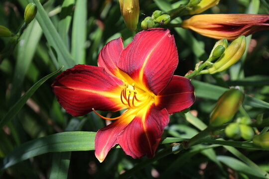 vibrant red daylily blossom, deep crimson petals, glowing star-shaped yellow-to-green throat, prominent stamens (Hemerocallis) (macro, close-up, sun-dappled) 6024