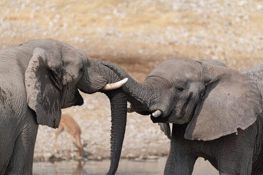Two African Elephants sparring at a waterhole in Etosha National Park, Namibia, Africa