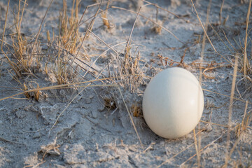 Abandoned Ostrich egg in Nata Bird Sanctuary, Sowa Pan in Botswana, Africa © dvlcom