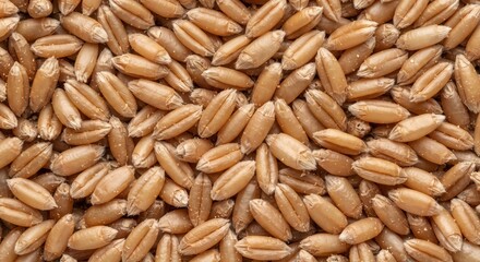 Fototapeta premium wheat seeds textures background needs or other design needs
