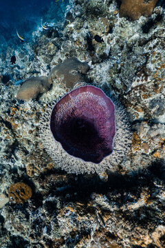 Large giant barrel sponge growing on a tropical coral reef underwater.