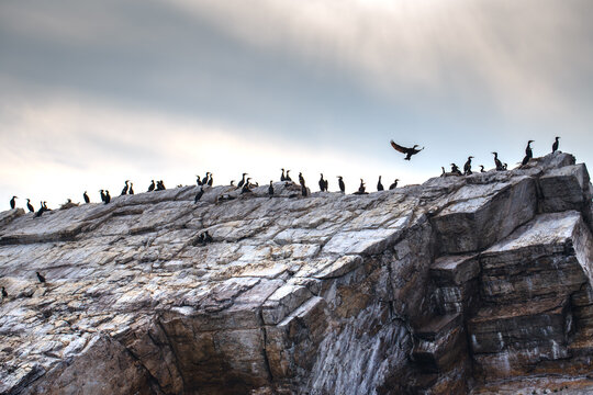 Small island covered with great cormorant colony